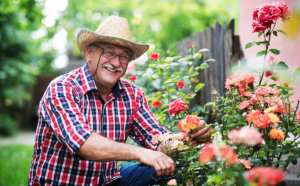 senior adult male with gardening sheers kneeling and tending to flowers as he learns how does senior living help improve quality of life